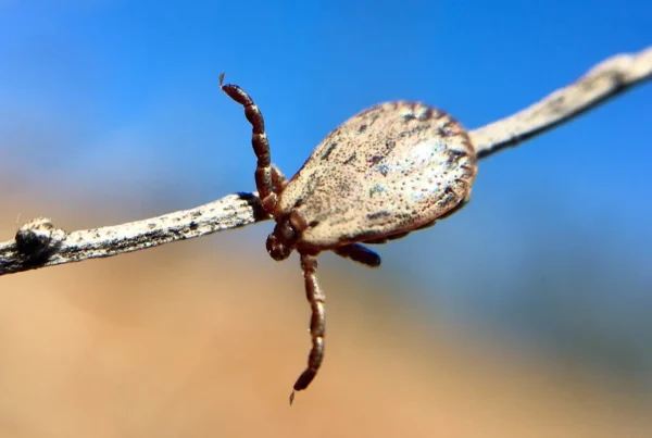 Close-up of a tick clinging to a thin branch against a blurred outdoor background, illustrating tick exposure in natural environments.