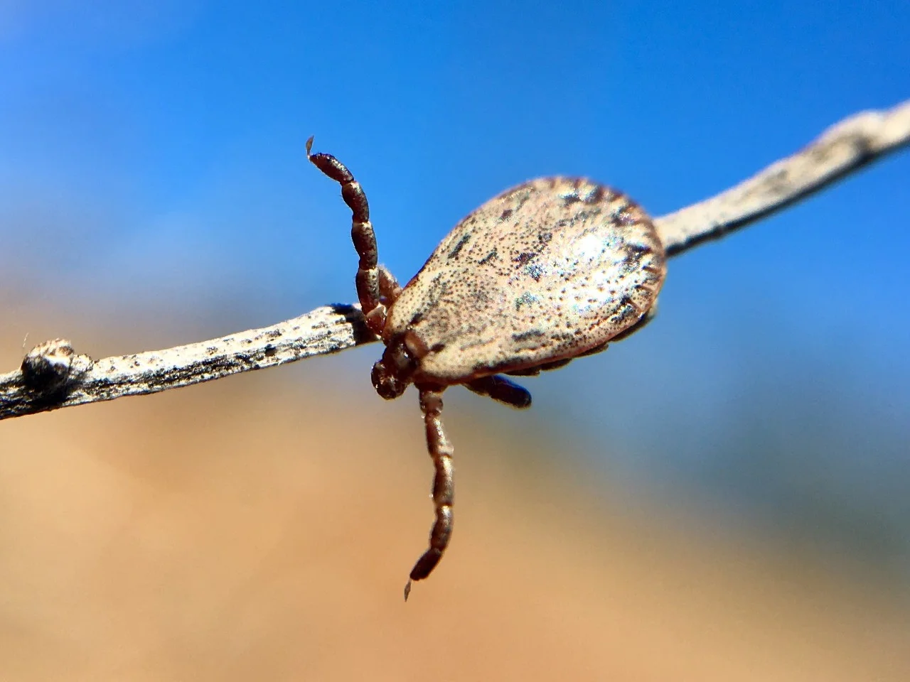 Ticks in San Diego: What Parents Should Know